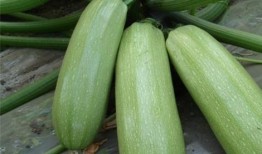 姜柄瓜的瓜尖能吃吗怎么吃,姜柄瓜瓜尖的食用方法与营养价值