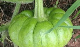 姜柄瓜的瓜尖能吃吗怎么吃,姜柄瓜瓜尖的食用方法与营养价值