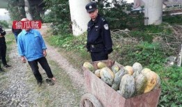 垦利吃瓜事件,一场网络热议背后的真相与反思