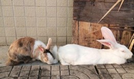 兔瓜叶子可以吃吗,可食用植物的探索之旅