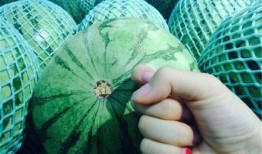 吃网瓜的好坏区别,一网打尽品质与口感差异