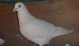 鸽子吃不吃方瓜,揭秘鸽子的饮食习惯