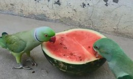 吃瓜会拉肚子,揭秘吃瓜引发拉肚子的真相