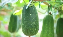 瓜和什么可以吃,搭配多样，探索无尽美食之旅