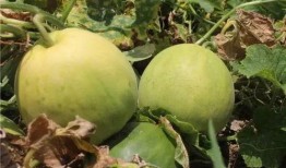 金城澜湾吃瓜,吃瓜群众揭秘网红社区背后的故事