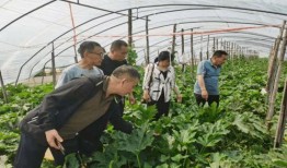 盐山最新吃瓜事件,最新吃瓜事件揭秘，真相令人咋舌