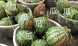 娱吃大瓜,娱乐圈最新热点事件大盘点