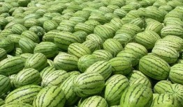 今日吃瓜热门大瓜在线吃瓜,在线吃瓜，揭秘娱乐圈最新动态