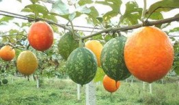 吃吊瓜会晕,揭秘吃吊瓜为何会晕的秘密