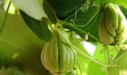 鱼吃佛手瓜吗,鱼吃佛手瓜之谜