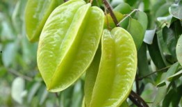 吃瓜亭叶子,探寻神秘植物的神奇功效