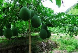 吃吊瓜会晕,揭秘吃吊瓜为何会晕的秘密