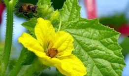 瓜被蜜蜂吃,自然界的甜蜜邂逅