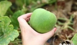 吃梨瓜的,探寻夏日清凉新宠