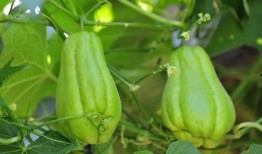 贵州佛手瓜怎么吃,贵州佛手瓜的多样食法探索