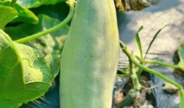 什么季节吃羊角瓜,羊角瓜的滋补时光