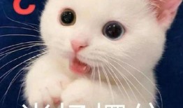 神回复吃瓜表情,揭秘网络热点的神秘面纱