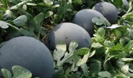 大黑吃瓜,揭秘娱乐圈幕后风云