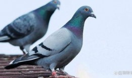鸽子吃不吃方瓜,揭秘鸽子的饮食习惯