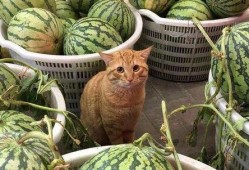 七喵吃瓜视频,揭秘娱乐圈幕后故事，带你领略明星真实生活