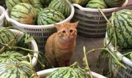 七喵吃瓜视频,揭秘娱乐圈幕后故事，带你领略明星真实生活