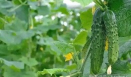 吃瓜风景,一场视觉与味蕾的双重盛宴