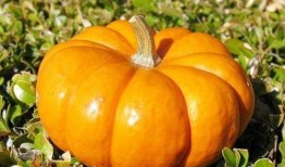 半秋吃瓜,探寻瓜果美食的甜蜜时光