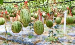 湖城吃瓜群众,揭秘街头巷尾的热辣话题