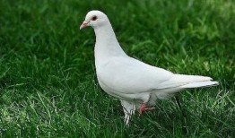 鸽子吃不吃方瓜,揭秘鸽子的饮食习惯