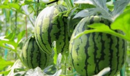 吃瓜群众吃过的瓜,那些吃瓜群众口中的惊天瓜料