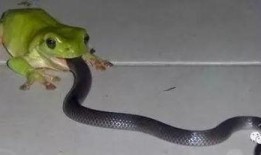 蛇宝宝吃瓜视频,瓜果盛宴萌态十足