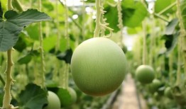 永年圆圆 吃瓜,揭秘吃瓜背后的故事与趣味