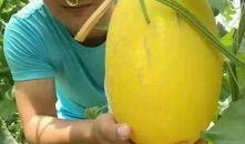 吃瓜打包,轻松应对各种场合