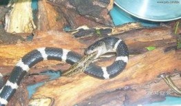 蛇宝宝吃瓜视频,瓜果盛宴萌态十足