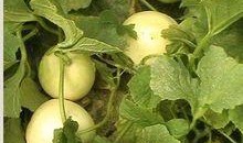 吃梨瓜的,探寻夏日清凉新宠