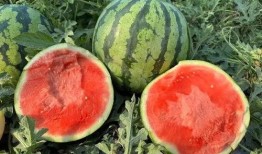 云南吃瓜事件,一场网络热议背后的真相与反思