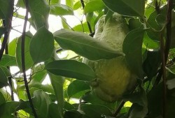 吃瓜亭叶子,探寻神秘植物的神奇功效