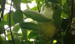 吃瓜亭叶子,探寻神秘植物的神奇功效