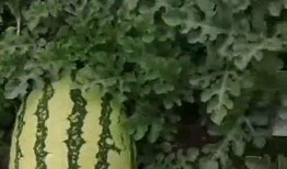 吃瓜基地网站,网络热点的幕后故事