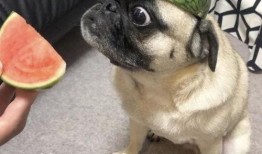 吃瓜表情包公仔,吃瓜表情包公仔的趣味魅力