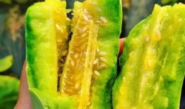 什么季节吃羊角瓜,羊角瓜的滋补时光