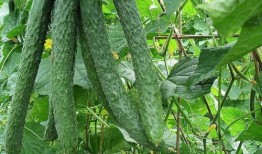 吃瓜为相,吃瓜群众视角下的相术揭秘