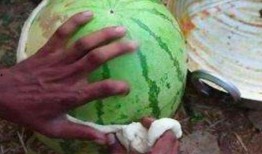 吃皮不吃瓜,探寻传统美食的独特魅力