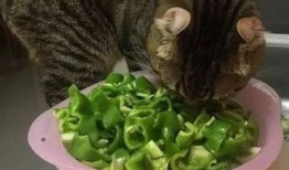 七喵吃瓜视频,揭秘娱乐圈幕后故事，带你领略明星真实生活