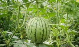 元氏姬村吃瓜,探寻古村落里的“吃瓜”文化