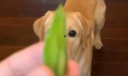 乖老板吃瓜网,揭秘娱乐圈幕后故事，带你领略明星真实一面