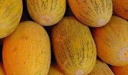 吃哈密瓜有助于消化么,天然水果的消化益处揭秘