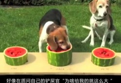 吃瓜狗愣住,揭秘娱乐圈惊人内幕