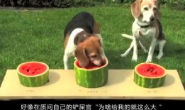 吃瓜狗愣住,揭秘娱乐圈惊人内幕