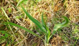 兔瓜叶子可以吃吗,可食用植物的探索之旅